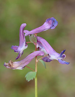 Fumewort - Corydalis solida This is the 11,000th photo that I've shared on JungleDragon!

Habitat: Wet, mixed forest
https://www.jungledragon.com/image/126532/fumewort_-_corydalis_solida.html
https://www.jungledragon.com/image/126535/fumewort_-_corydalis_solida.html
 Corydalis,Corydalis solida,Fumewort,Geotagged,Papaveracae,Spring,United States