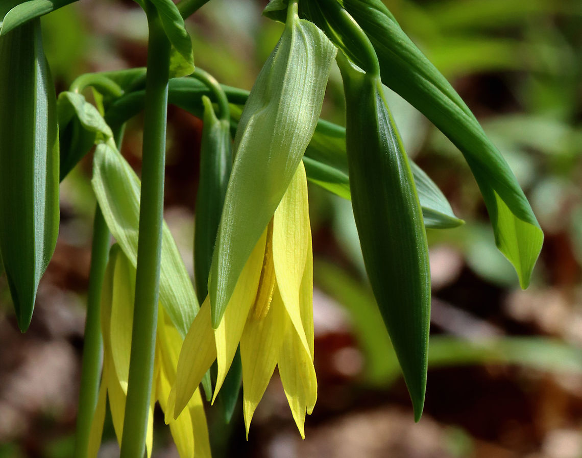 Large-flowered Bellwort - Uvularia grandiflora Yellow flowers atop an angled stem with sessile leaves.<br />
<br />
The genus name comes from the anatomical term &quot;uvula&quot; that refers to the lobe hanging from the back of the soft palate in humans.<br />
<br />
Habitat: Mixed forest<br />
<figure class="photo"><a href="https://www.jungledragon.com/image/126534/large-flowered_bellwort_-_uvularia_grandiflora.html" title="Large-flowered Bellwort - Uvularia grandiflora"><img src="https://s3.amazonaws.com/media.jungledragon.com/images/3232/126534_thumb.jpg?AWSAccessKeyId=05GMT0V3GWVNE7GGM1R2&Expires=1759968010&Signature=NSM8LtLy1Pkuc2DBBj7qvRpHUL0%3D" width="200" height="158" alt="Large-flowered Bellwort - Uvularia grandiflora Yellow flowers atop an angled stem with sessile leaves.<br />
<br />
The genus name comes from the anatomical term &quot;uvula&quot; that refers to the lobe hanging from the back of the soft palate in humans.<br />
<br />
Habitat: Mixed forest<br />
https://www.jungledragon.com/image/126534/large-flowered_bellwort_-_uvularia_grandiflora.html<br />
https://www.jungledragon.com/image/126537/large-flowered_bellwort_-_uvularia_grandiflora.html<br />
https://www.jungledragon.com/image/126536/large-flowered_bellwort_-_uvularia_grandiflora.html Geotagged,Large-flowered bellwort,Spring,United States,Uvularia,Uvularia grandiflora" /></a></figure><br />
<figure class="photo"><a href="https://www.jungledragon.com/image/126537/large-flowered_bellwort_-_uvularia_grandiflora.html" title="Large-flowered Bellwort - Uvularia grandiflora"><img src="https://s3.amazonaws.com/media.jungledragon.com/images/3232/126537_thumb.jpg?AWSAccessKeyId=05GMT0V3GWVNE7GGM1R2&Expires=1759968010&Signature=d94wxA900TUMVy2r%2Bcg7KLz4bfU%3D" width="110" height="152" alt="Large-flowered Bellwort - Uvularia grandiflora Yellow flowers atop an angled stem with sessile leaves.<br />
<br />
The genus name comes from the anatomical term &quot;uvula&quot; that refers to the lobe hanging from the back of the soft palate in humans.<br />
<br />
Habitat: Mixed forest<br />
https://www.jungledragon.com/image/126534/large-flowered_bellwort_-_uvularia_grandiflora.html<br />
https://www.jungledragon.com/image/126537/large-flowered_bellwort_-_uvularia_grandiflora.html<br />
https://www.jungledragon.com/image/126536/large-flowered_bellwort_-_uvularia_grandiflora.html Geotagged,Large-flowered bellwort,Spring,United States,Uvularia grandiflora" /></a></figure><br />
<figure class="photo"><a href="https://www.jungledragon.com/image/126536/large-flowered_bellwort_-_uvularia_grandiflora.html" title="Large-flowered Bellwort - Uvularia grandiflora"><img src="https://s3.amazonaws.com/media.jungledragon.com/images/3232/126536_thumb.jpg?AWSAccessKeyId=05GMT0V3GWVNE7GGM1R2&Expires=1759968010&Signature=vVCjxpPkQSya05HVWThZVvCYhHk%3D" width="200" height="164" alt="Large-flowered Bellwort - Uvularia grandiflora Yellow flowers atop an angled stem with sessile leaves.<br />
<br />
The genus name comes from the anatomical term &quot;uvula&quot; that refers to the lobe hanging from the back of the soft palate in humans.<br />
<br />
Habitat: Mixed forest<br />
https://www.jungledragon.com/image/126534/large-flowered_bellwort_-_uvularia_grandiflora.html<br />
https://www.jungledragon.com/image/126537/large-flowered_bellwort_-_uvularia_grandiflora.html<br />
https://www.jungledragon.com/image/126536/large-flowered_bellwort_-_uvularia_grandiflora.html<br />
 Geotagged,Large-flowered bellwort,Spring,United States,Uvularia grandiflora" /></a></figure> Geotagged,Large-flowered bellwort,Spring,United States,Uvularia,Uvularia grandiflora