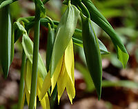Large-flowered Bellwort - Uvularia grandiflora Yellow flowers atop an angled stem with sessile leaves.<br />
<br />
The genus name comes from the anatomical term "uvula" that refers to the lobe hanging from the back of the soft palate in humans.<br />
<br />
Habitat: Mixed forest<br />
https://www.jungledragon.com/image/126534/large-flowered_bellwort_-_uvularia_grandiflora.html<br />
https://www.jungledragon.com/image/126537/large-flowered_bellwort_-_uvularia_grandiflora.html<br />
https://www.jungledragon.com/image/126536/large-flowered_bellwort_-_uvularia_grandiflora.html Geotagged,Large-flowered bellwort,Spring,United States,Uvularia,Uvularia grandiflora