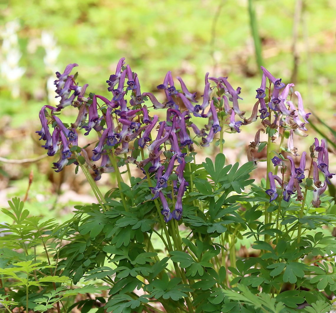 Fumewort - Corydalis solida Habitat: Wet, mixed forest<br />
<figure class="photo"><a href="https://www.jungledragon.com/image/126533/fumewort_-_corydalis_solida.html" title="Fumewort - Corydalis solida"><img src="https://s3.amazonaws.com/media.jungledragon.com/images/3232/126533_thumb.jpg?AWSAccessKeyId=05GMT0V3GWVNE7GGM1R2&Expires=1759968010&Signature=rGK8DcALwxIPR2I5xfXjQSE7EM8%3D" width="118" height="152" alt="Fumewort - Corydalis solida This is the 11,000th photo that I&#039;ve shared on JungleDragon!<br />
<br />
Habitat: Wet, mixed forest<br />
https://www.jungledragon.com/image/126532/fumewort_-_corydalis_solida.html<br />
https://www.jungledragon.com/image/126535/fumewort_-_corydalis_solida.html<br />
 Corydalis,Corydalis solida,Fumewort,Geotagged,Papaveracae,Spring,United States" /></a></figure><br />
<figure class="photo"><a href="https://www.jungledragon.com/image/126535/fumewort_-_corydalis_solida.html" title="Fumewort - Corydalis solida"><img src="https://s3.amazonaws.com/media.jungledragon.com/images/3232/126535_thumb.jpg?AWSAccessKeyId=05GMT0V3GWVNE7GGM1R2&Expires=1759968010&Signature=dflAosJTgt1SO7hdO0BCE0r7r5E%3D" width="200" height="188" alt="Fumewort - Corydalis solida Habitat: Wet, mixed forest<br />
https://www.jungledragon.com/image/126533/fumewort_-_corydalis_solida.html<br />
https://www.jungledragon.com/image/126535/fumewort_-_corydalis_solida.html<br />
https://www.jungledragon.com/image/126532/fumewort_-_corydalis_solida.html Corydalis solida,Fumewort,Geotagged,Spring,United States" /></a></figure><br />
<figure class="photo"><a href="https://www.jungledragon.com/image/126532/fumewort_-_corydalis_solida.html" title="Fumewort - Corydalis solida"><img src="https://s3.amazonaws.com/media.jungledragon.com/images/3232/126532_thumb.jpg?AWSAccessKeyId=05GMT0V3GWVNE7GGM1R2&Expires=1759968010&Signature=ixCczgSafotKQR5EmneOPebVVV8%3D" width="134" height="152" alt="Fumewort - Corydalis solida Habitat: Wet, mixed forest<br />
https://www.jungledragon.com/image/126533/fumewort_-_corydalis_solida.html<br />
https://www.jungledragon.com/image/126535/fumewort_-_corydalis_solida.html Corydalis solida,Fumewort,Geotagged,Spring,United States,corydalis" /></a></figure> Corydalis solida,Fumewort,Geotagged,Spring,United States