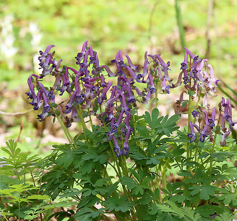 Fumewort - Corydalis solida Habitat: Wet, mixed forest
https://www.jungledragon.com/image/126533/fumewort_-_corydalis_solida.html
https://www.jungledragon.com/image/126535/fumewort_-_corydalis_solida.html
https://www.jungledragon.com/image/126532/fumewort_-_corydalis_solida.html Corydalis solida,Fumewort,Geotagged,Spring,United States
