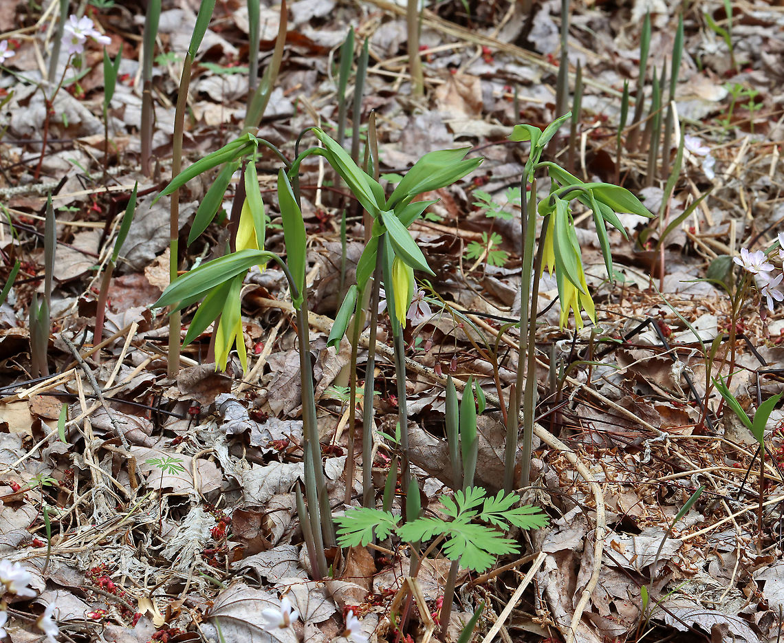 Large-flowered Bellwort - Uvularia grandiflora Yellow flowers atop an angled stem with sessile leaves.<br />
<br />
The genus name comes from the anatomical term &quot;uvula&quot; that refers to the lobe hanging from the back of the soft palate in humans.<br />
<br />
Habitat: Mixed forest<br />
<figure class="photo"><a href="https://www.jungledragon.com/image/126534/large-flowered_bellwort_-_uvularia_grandiflora.html" title="Large-flowered Bellwort - Uvularia grandiflora"><img src="https://s3.amazonaws.com/media.jungledragon.com/images/3232/126534_thumb.jpg?AWSAccessKeyId=05GMT0V3GWVNE7GGM1R2&Expires=1759968010&Signature=NSM8LtLy1Pkuc2DBBj7qvRpHUL0%3D" width="200" height="158" alt="Large-flowered Bellwort - Uvularia grandiflora Yellow flowers atop an angled stem with sessile leaves.<br />
<br />
The genus name comes from the anatomical term &quot;uvula&quot; that refers to the lobe hanging from the back of the soft palate in humans.<br />
<br />
Habitat: Mixed forest<br />
https://www.jungledragon.com/image/126534/large-flowered_bellwort_-_uvularia_grandiflora.html<br />
https://www.jungledragon.com/image/126537/large-flowered_bellwort_-_uvularia_grandiflora.html<br />
https://www.jungledragon.com/image/126536/large-flowered_bellwort_-_uvularia_grandiflora.html Geotagged,Large-flowered bellwort,Spring,United States,Uvularia,Uvularia grandiflora" /></a></figure><br />
<figure class="photo"><a href="https://www.jungledragon.com/image/126537/large-flowered_bellwort_-_uvularia_grandiflora.html" title="Large-flowered Bellwort - Uvularia grandiflora"><img src="https://s3.amazonaws.com/media.jungledragon.com/images/3232/126537_thumb.jpg?AWSAccessKeyId=05GMT0V3GWVNE7GGM1R2&Expires=1759968010&Signature=d94wxA900TUMVy2r%2Bcg7KLz4bfU%3D" width="110" height="152" alt="Large-flowered Bellwort - Uvularia grandiflora Yellow flowers atop an angled stem with sessile leaves.<br />
<br />
The genus name comes from the anatomical term &quot;uvula&quot; that refers to the lobe hanging from the back of the soft palate in humans.<br />
<br />
Habitat: Mixed forest<br />
https://www.jungledragon.com/image/126534/large-flowered_bellwort_-_uvularia_grandiflora.html<br />
https://www.jungledragon.com/image/126537/large-flowered_bellwort_-_uvularia_grandiflora.html<br />
https://www.jungledragon.com/image/126536/large-flowered_bellwort_-_uvularia_grandiflora.html Geotagged,Large-flowered bellwort,Spring,United States,Uvularia grandiflora" /></a></figure><br />
<figure class="photo"><a href="https://www.jungledragon.com/image/126536/large-flowered_bellwort_-_uvularia_grandiflora.html" title="Large-flowered Bellwort - Uvularia grandiflora"><img src="https://s3.amazonaws.com/media.jungledragon.com/images/3232/126536_thumb.jpg?AWSAccessKeyId=05GMT0V3GWVNE7GGM1R2&Expires=1759968010&Signature=vVCjxpPkQSya05HVWThZVvCYhHk%3D" width="200" height="164" alt="Large-flowered Bellwort - Uvularia grandiflora Yellow flowers atop an angled stem with sessile leaves.<br />
<br />
The genus name comes from the anatomical term &quot;uvula&quot; that refers to the lobe hanging from the back of the soft palate in humans.<br />
<br />
Habitat: Mixed forest<br />
https://www.jungledragon.com/image/126534/large-flowered_bellwort_-_uvularia_grandiflora.html<br />
https://www.jungledragon.com/image/126537/large-flowered_bellwort_-_uvularia_grandiflora.html<br />
https://www.jungledragon.com/image/126536/large-flowered_bellwort_-_uvularia_grandiflora.html<br />
 Geotagged,Large-flowered bellwort,Spring,United States,Uvularia grandiflora" /></a></figure><br />
 Geotagged,Large-flowered bellwort,Spring,United States,Uvularia grandiflora
