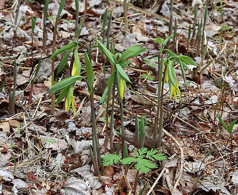 Large-flowered Bellwort - Uvularia grandiflora Yellow flowers atop an angled stem with sessile leaves.

The genus name comes from the anatomical term "uvula" that refers to the lobe hanging from the back of the soft palate in humans.

Habitat: Mixed forest
https://www.jungledragon.com/image/126534/large-flowered_bellwort_-_uvularia_grandiflora.html
https://www.jungledragon.com/image/126537/large-flowered_bellwort_-_uvularia_grandiflora.html
https://www.jungledragon.com/image/126536/large-flowered_bellwort_-_uvularia_grandiflora.html
 Geotagged,Large-flowered bellwort,Spring,United States,Uvularia grandiflora
