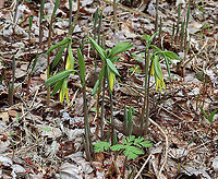 Large-flowered Bellwort - Uvularia grandiflora Yellow flowers atop an angled stem with sessile leaves.<br />
<br />
The genus name comes from the anatomical term "uvula" that refers to the lobe hanging from the back of the soft palate in humans.<br />
<br />
Habitat: Mixed forest<br />
https://www.jungledragon.com/image/126534/large-flowered_bellwort_-_uvularia_grandiflora.html<br />
https://www.jungledragon.com/image/126537/large-flowered_bellwort_-_uvularia_grandiflora.html<br />
https://www.jungledragon.com/image/126536/large-flowered_bellwort_-_uvularia_grandiflora.html<br />
 Geotagged,Large-flowered bellwort,Spring,United States,Uvularia grandiflora