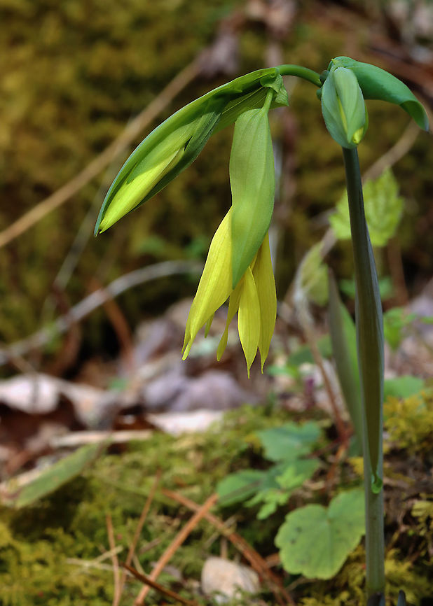 Large-flowered Bellwort - Uvularia grandiflora Yellow flowers atop an angled stem with sessile leaves.<br />
<br />
The genus name comes from the anatomical term &quot;uvula&quot; that refers to the lobe hanging from the back of the soft palate in humans.<br />
<br />
Habitat: Mixed forest<br />
<figure class="photo"><a href="https://www.jungledragon.com/image/126534/large-flowered_bellwort_-_uvularia_grandiflora.html" title="Large-flowered Bellwort - Uvularia grandiflora"><img src="https://s3.amazonaws.com/media.jungledragon.com/images/3232/126534_thumb.jpg?AWSAccessKeyId=05GMT0V3GWVNE7GGM1R2&Expires=1759968010&Signature=NSM8LtLy1Pkuc2DBBj7qvRpHUL0%3D" width="200" height="158" alt="Large-flowered Bellwort - Uvularia grandiflora Yellow flowers atop an angled stem with sessile leaves.<br />
<br />
The genus name comes from the anatomical term &quot;uvula&quot; that refers to the lobe hanging from the back of the soft palate in humans.<br />
<br />
Habitat: Mixed forest<br />
https://www.jungledragon.com/image/126534/large-flowered_bellwort_-_uvularia_grandiflora.html<br />
https://www.jungledragon.com/image/126537/large-flowered_bellwort_-_uvularia_grandiflora.html<br />
https://www.jungledragon.com/image/126536/large-flowered_bellwort_-_uvularia_grandiflora.html Geotagged,Large-flowered bellwort,Spring,United States,Uvularia,Uvularia grandiflora" /></a></figure><br />
<figure class="photo"><a href="https://www.jungledragon.com/image/126537/large-flowered_bellwort_-_uvularia_grandiflora.html" title="Large-flowered Bellwort - Uvularia grandiflora"><img src="https://s3.amazonaws.com/media.jungledragon.com/images/3232/126537_thumb.jpg?AWSAccessKeyId=05GMT0V3GWVNE7GGM1R2&Expires=1759968010&Signature=d94wxA900TUMVy2r%2Bcg7KLz4bfU%3D" width="110" height="152" alt="Large-flowered Bellwort - Uvularia grandiflora Yellow flowers atop an angled stem with sessile leaves.<br />
<br />
The genus name comes from the anatomical term &quot;uvula&quot; that refers to the lobe hanging from the back of the soft palate in humans.<br />
<br />
Habitat: Mixed forest<br />
https://www.jungledragon.com/image/126534/large-flowered_bellwort_-_uvularia_grandiflora.html<br />
https://www.jungledragon.com/image/126537/large-flowered_bellwort_-_uvularia_grandiflora.html<br />
https://www.jungledragon.com/image/126536/large-flowered_bellwort_-_uvularia_grandiflora.html Geotagged,Large-flowered bellwort,Spring,United States,Uvularia grandiflora" /></a></figure><br />
<figure class="photo"><a href="https://www.jungledragon.com/image/126536/large-flowered_bellwort_-_uvularia_grandiflora.html" title="Large-flowered Bellwort - Uvularia grandiflora"><img src="https://s3.amazonaws.com/media.jungledragon.com/images/3232/126536_thumb.jpg?AWSAccessKeyId=05GMT0V3GWVNE7GGM1R2&Expires=1759968010&Signature=vVCjxpPkQSya05HVWThZVvCYhHk%3D" width="200" height="164" alt="Large-flowered Bellwort - Uvularia grandiflora Yellow flowers atop an angled stem with sessile leaves.<br />
<br />
The genus name comes from the anatomical term &quot;uvula&quot; that refers to the lobe hanging from the back of the soft palate in humans.<br />
<br />
Habitat: Mixed forest<br />
https://www.jungledragon.com/image/126534/large-flowered_bellwort_-_uvularia_grandiflora.html<br />
https://www.jungledragon.com/image/126537/large-flowered_bellwort_-_uvularia_grandiflora.html<br />
https://www.jungledragon.com/image/126536/large-flowered_bellwort_-_uvularia_grandiflora.html<br />
 Geotagged,Large-flowered bellwort,Spring,United States,Uvularia grandiflora" /></a></figure> Geotagged,Large-flowered bellwort,Spring,United States,Uvularia grandiflora