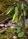 Large-flowered Bellwort - Uvularia grandiflora Yellow flowers atop an angled stem with sessile leaves.<br />
<br />
The genus name comes from the anatomical term "uvula" that refers to the lobe hanging from the back of the soft palate in humans.<br />
<br />
Habitat: Mixed forest<br />
https://www.jungledragon.com/image/126534/large-flowered_bellwort_-_uvularia_grandiflora.html<br />
https://www.jungledragon.com/image/126537/large-flowered_bellwort_-_uvularia_grandiflora.html<br />
https://www.jungledragon.com/image/126536/large-flowered_bellwort_-_uvularia_grandiflora.html Geotagged,Large-flowered bellwort,Spring,United States,Uvularia grandiflora