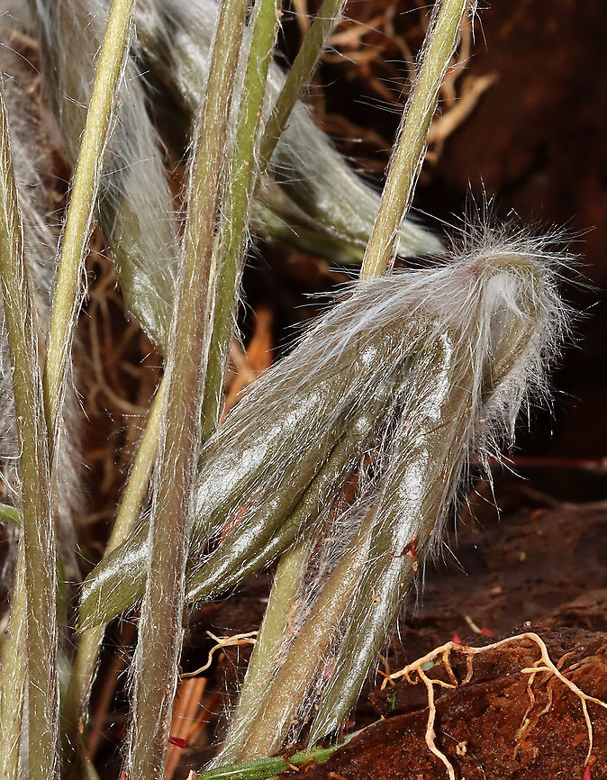 Sharp-Lobed Hepatica - Hepatica nobilis/Anemone americana An early spring wildflower with lavender flowers and 3-lobed leaves. <br />
<br />
The word &quot;hepatica&quot; is derived from the Latin word for &quot;liver&quot;, which refers to the supposed resemblance of the leaves to the liver. This resemblance led early herbalists to assume that these plants would be effective in treating liver ailments.<br />
<br />
Habitat: Mixed forest Anemone acutiloba,Geotagged,Hepatica nobilis,Liverleaf,Sharp-lobed Hepatica,Spring,United States