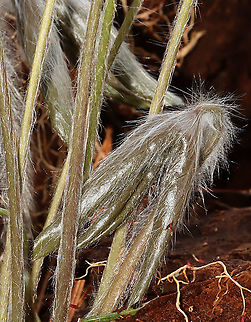 Sharp-Lobed Hepatica - Hepatica nobilis/Anemone americana An early spring wildflower with lavender flowers and 3-lobed leaves. 

The word "hepatica" is derived from the Latin word for "liver", which refers to the supposed resemblance of the leaves to the liver. This resemblance led early herbalists to assume that these plants would be effective in treating liver ailments.

Habitat: Mixed forest Anemone acutiloba,Geotagged,Hepatica nobilis,Liverleaf,Sharp-lobed Hepatica,Spring,United States