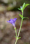 Periwinkle - Vinca minor A low, evergreen plant with purple flowers. Flowers have 5 petals with a white star shape in the center. <br />
<br />
Habitat: Mixed forest<br />
https://www.jungledragon.com/image/126558/periwinkle_-_vinca_minor.html<br />
https://www.jungledragon.com/image/126560/periwinkle_-_vinca_minor.html<br />
https://www.jungledragon.com/image/126559/periwinkle_-_vinca_minor.html Geotagged,Lesser periwinkle,Spring,United States,Vinca minor