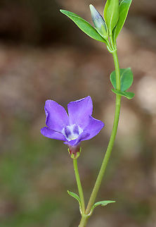 Periwinkle - Vinca minor A low, evergreen plant with purple flowers. Flowers have 5 petals with a white star shape in the center.

Habitat: Mixed forest
https://www.jungledragon.com/image/126558/periwinkle_-_vinca_minor.html
https://www.jungledragon.com/image/126560/periwinkle_-_vinca_minor.html
https://www.jungledragon.com/image/126559/periwinkle_-_vinca_minor.html Geotagged,Lesser periwinkle,Spring,United States,Vinca minor