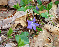 Periwinkle - Vinca minor A low, evergreen plant with purple flowers. Flowers have 5 petals with a white star shape in the center.<br />
<br />
Habitat: Mixed forest<br />
https://www.jungledragon.com/image/126558/periwinkle_-_vinca_minor.html<br />
https://www.jungledragon.com/image/126560/periwinkle_-_vinca_minor.html<br />
https://www.jungledragon.com/image/126559/periwinkle_-_vinca_minor.html Geotagged,Lesser periwinkle,Spring,United States,Vinca,Vinca minor,periwinkle