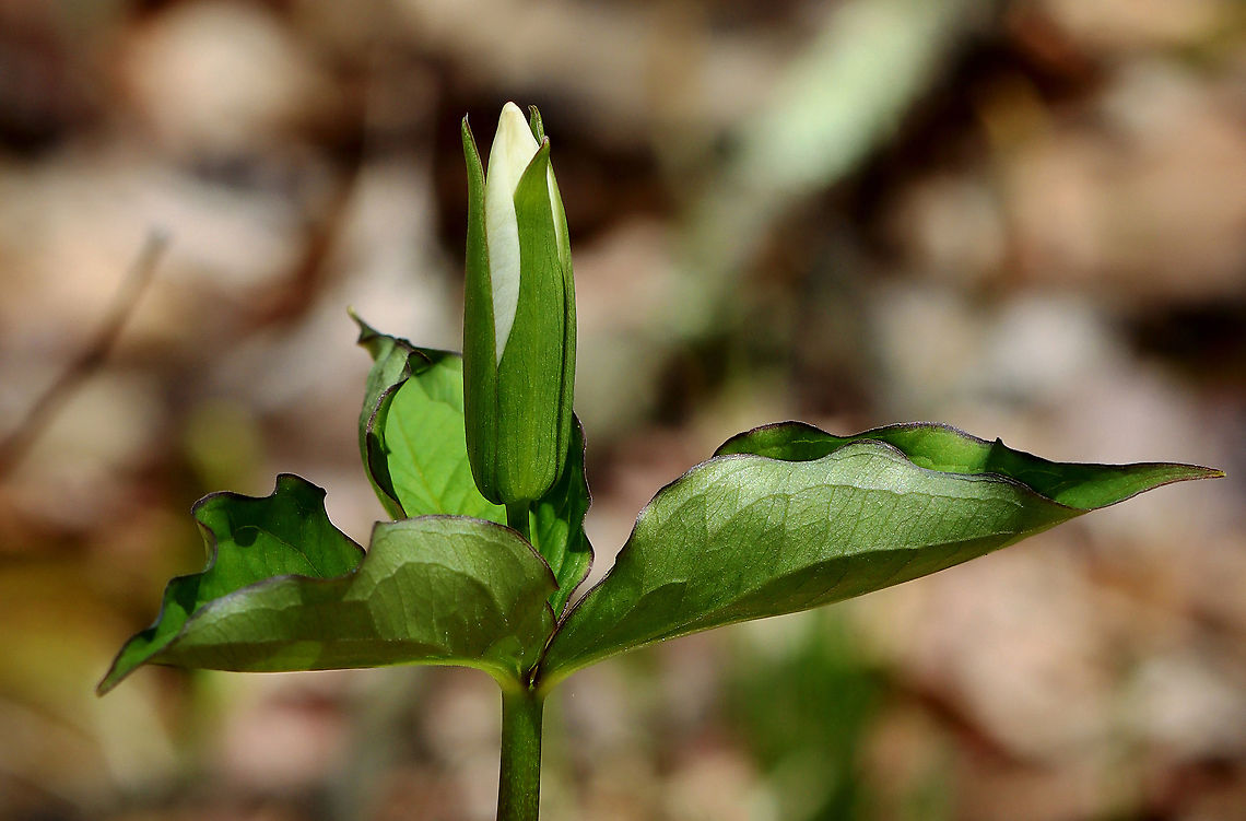 Great White Trillium - Trillium grandiflorum White flowers with three petals that rise above a whorl of three, leaf-like bracts.<br />
<br />
Habitat: Mixed forest Geotagged,Great white trillium,Spring,Trillium,Trillium grandiflorum,United States
