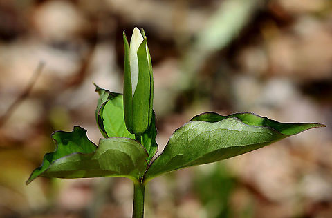 Great White Trillium - Trillium grandiflorum White flowers with three petals that rise above a whorl of three, leaf-like bracts.

Habitat: Mixed forest Geotagged,Great white trillium,Spring,Trillium,Trillium grandiflorum,United States
