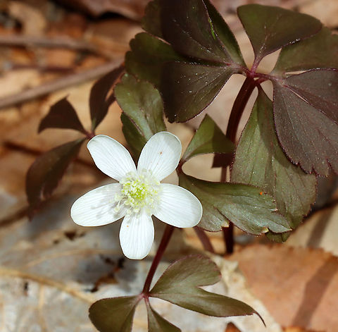 Wood Anemone - Anemone quinquefolia/Anemonoides quinquefolia Thanks to their slender stalks, these flowers sway in the breeze and have the nickname "wind flowers"; the genus name is derived from the Greek anemos ("wind").

Habitat: Mixed forest Anemone quinquefolia,Anemonoides,Anemonoides quinquefolia,Geotagged,Spring,United States,Wood Anemone,Wood anemone,anemone,wind flower