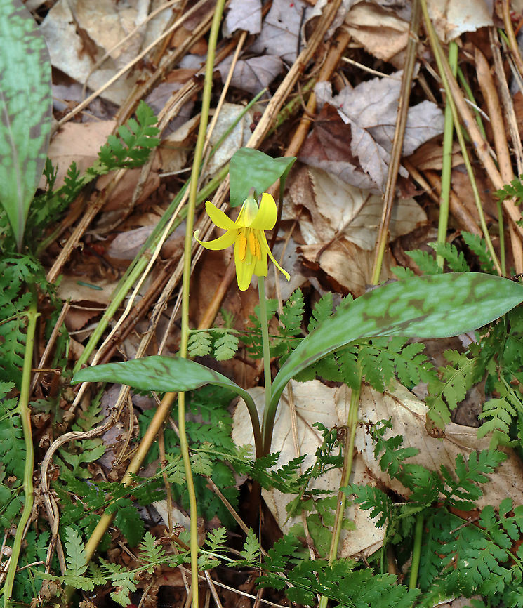Trout Lily - Erythronium americanum This flower had yellow anthers, which is a variation of this species. I usually find them with reddish anthers.<br />
<br />
Habitat: Mixed forest Erythronium,Erythronium americanum,Geotagged,Spring,United States,Yellow trout lily,trout lily