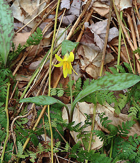 Trout Lily - Erythronium americanum This flower had yellow anthers, which is a variation of this species. I usually find them with reddish anthers.

Habitat: Mixed forest Erythronium,Erythronium americanum,Geotagged,Spring,United States,Yellow trout lily,trout lily
