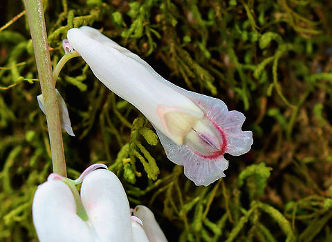 Squirrel Corn - Dicentra canadensis Habitat: Mixed forest
https://www.jungledragon.com/image/126566/squirrel_corn_-_dicentra_canadensis.html Dicentra canadensis,Geotagged,Spring,Squirrel Corn,United States