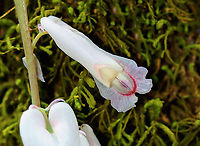Squirrel Corn - Dicentra canadensis Habitat: Mixed forest<br />
https://www.jungledragon.com/image/126566/squirrel_corn_-_dicentra_canadensis.html Dicentra canadensis,Geotagged,Spring,Squirrel Corn,United States