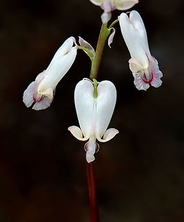 Squirrel Corn - Dicentra canadensis Habitat: Mixed forest
https://www.jungledragon.com/image/126565/squirrel_corn_-_dicentra_canadensis.html Dicentra,Dicentra canadensis,Geotagged,Spring,Squirrel Corn,United States