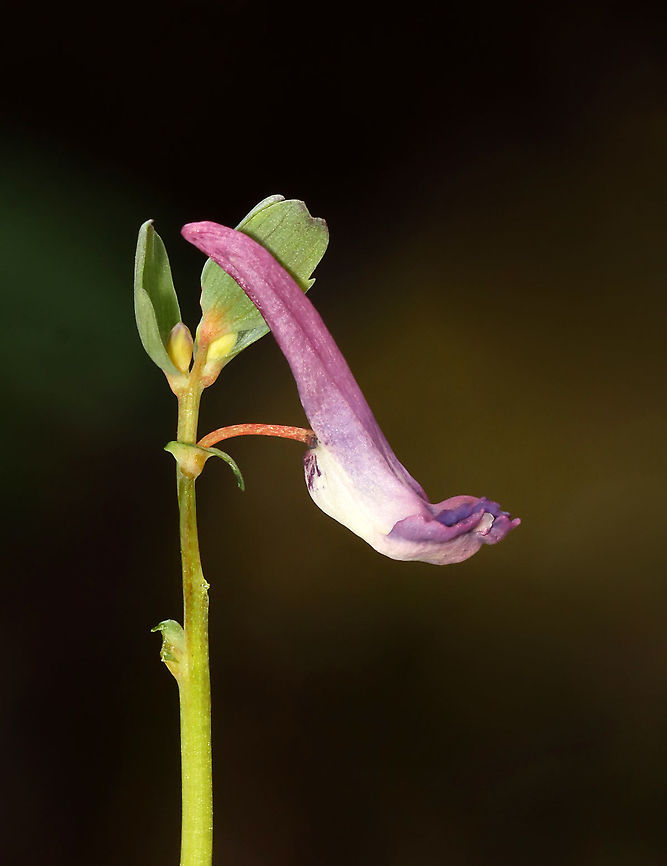 Fumewort - Corydalis solida Also called &#039;bird in a bush&#039;, although I think these flowers resemble socks more than they do birds.<br />
<br />
Habitat: Mixed forest<br />
<figure class="photo"><a href="https://www.jungledragon.com/image/126568/fumewort_-_corydalis_solida.html" title="Fumewort - Corydalis solida"><img src="https://s3.amazonaws.com/media.jungledragon.com/images/3232/126568_thumb.jpg?AWSAccessKeyId=05GMT0V3GWVNE7GGM1R2&Expires=1759968010&Signature=lPiQVBsI5p52BTOxjrfeaPMnVTM%3D" width="200" height="148" alt="Fumewort - Corydalis solida Also called &#039;bird in a bush&#039;, although I think these flowers resemble socks more than they do birds.<br />
<br />
Habitat: Mixed forest<br />
https://www.jungledragon.com/image/126567/fumewort_-_corydalis_solida.html<br />
 Corydalis solida,Fumewort,Geotagged,Spring,United States" /></a></figure> Corydalis solida,Fumewort,Geotagged,Spring,United States