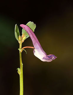 Fumewort - Corydalis solida Also called 'bird in a bush', although I think these flowers resemble socks more than they do birds.

Habitat: Mixed forest
https://www.jungledragon.com/image/126568/fumewort_-_corydalis_solida.html Corydalis solida,Fumewort,Geotagged,Spring,United States