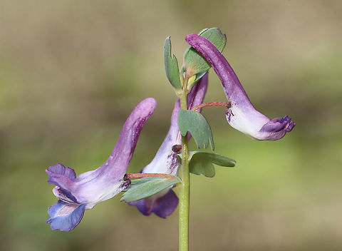 Fumewort - Corydalis solida Also called 'bird in a bush', although I think these flowers resemble socks more than they do birds.

Habitat: Mixed forest
https://www.jungledragon.com/image/126567/fumewort_-_corydalis_solida.html
 Corydalis solida,Fumewort,Geotagged,Spring,United States