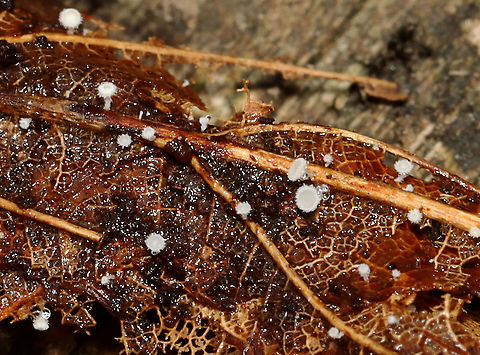 Hairy Fairy Cups - Lachnum virgineum Habitat: Growing in the leaf litter; mixed forest Geotagged,Hyaloscyphaceae,Lachnum,Lachnum virgineum,Spring,United States,White disco,hairy fairy cups