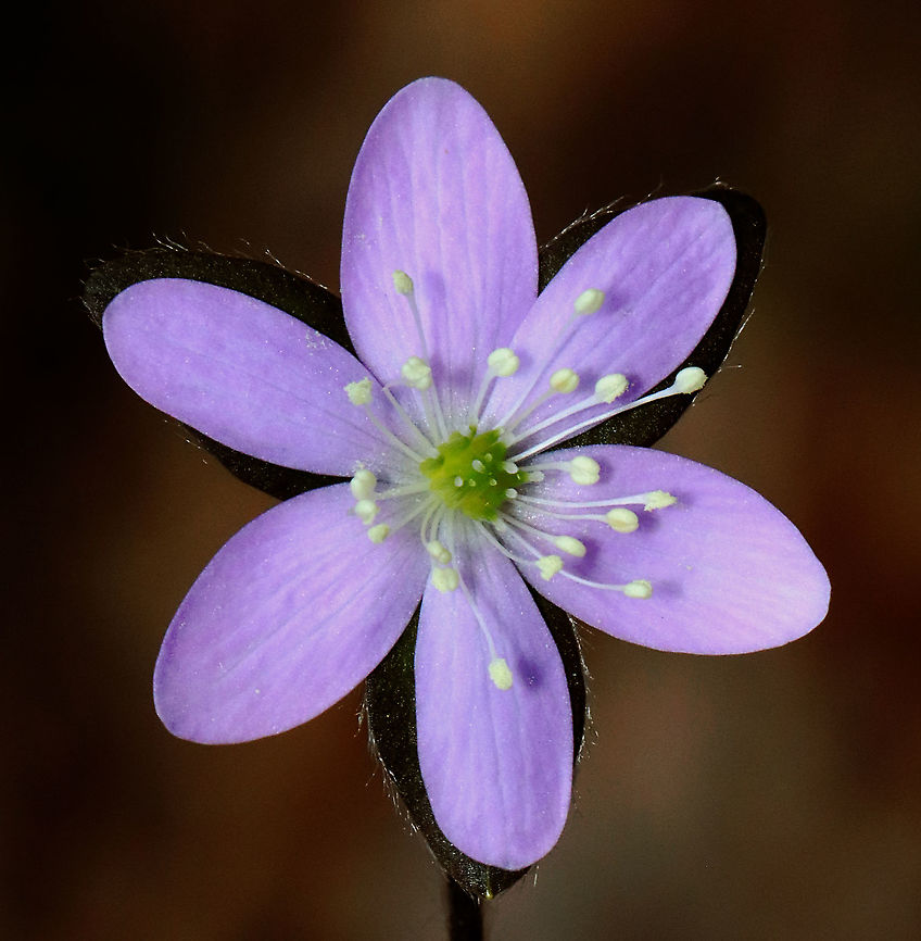 Sharp-lobed Hepatica - Anemone acutiloba Habitat: Mixed forest<br />
<figure class="photo"><a href="https://www.jungledragon.com/image/126573/sharp-lobed_hepatica_-_anemone_acutiloba.html" title="Sharp-lobed Hepatica - Anemone acutiloba"><img src="https://s3.amazonaws.com/media.jungledragon.com/images/3232/126573_thumb.jpg?AWSAccessKeyId=05GMT0V3GWVNE7GGM1R2&Expires=1767225610&Signature=1XRu%2Bzn5geavOTGcQsOQQA7f2y8%3D" width="150" height="152" alt="Sharp-lobed Hepatica - Anemone acutiloba Habitat: Mixed forest<br />
https://www.jungledragon.com/image/126573/sharp-lobed_hepatica_-_anemone_acutiloba.html<br />
https://www.jungledragon.com/image/126576/sharp-lobed_hepatica_-_anemone_acutiloba.html<br />
https://www.jungledragon.com/image/126575/sharp-lobed_hepatica_-_anemone_acutiloba.html<br />
https://www.jungledragon.com/image/126574/sharp-lobed_hepatica_-_anemone_acutiloba.html Anemone,Anemone acutiloba,Geotagged,Hepatica acutiloba,Sharp-lobed Hepatica,Spring,United States,hepatica" /></a></figure><br />
<figure class="photo"><a href="https://www.jungledragon.com/image/126576/sharp-lobed_hepatica_-_anemone_acutiloba.html" title="Sharp-lobed Hepatica - Anemone acutiloba"><img src="https://s3.amazonaws.com/media.jungledragon.com/images/3232/126576_thumb.jpg?AWSAccessKeyId=05GMT0V3GWVNE7GGM1R2&Expires=1767225610&Signature=0GtPwNkaTHK%2FPQTls1EsLAhvjfs%3D" width="200" height="158" alt="Sharp-lobed Hepatica - Anemone acutiloba Habitat: Mixed forest<br />
https://www.jungledragon.com/image/126573/sharp-lobed_hepatica_-_anemone_acutiloba.html<br />
https://www.jungledragon.com/image/126576/sharp-lobed_hepatica_-_anemone_acutiloba.html<br />
https://www.jungledragon.com/image/126575/sharp-lobed_hepatica_-_anemone_acutiloba.html<br />
https://www.jungledragon.com/image/126574/sharp-lobed_hepatica_-_anemone_acutiloba.html Anemone acutiloba,Geotagged,Sharp-lobed Hepatica,Spring,United States" /></a></figure><br />
<figure class="photo"><a href="https://www.jungledragon.com/image/126575/sharp-lobed_hepatica_-_anemone_acutiloba.html" title="Sharp-lobed Hepatica - Anemone acutiloba"><img src="https://s3.amazonaws.com/media.jungledragon.com/images/3232/126575_thumb.jpg?AWSAccessKeyId=05GMT0V3GWVNE7GGM1R2&Expires=1767225610&Signature=RYGnI0OSPiPZ4LNeyHasgbz0Y6g%3D" width="200" height="176" alt="Sharp-lobed Hepatica - Anemone acutiloba Habitat: Mixed forest<br />
https://www.jungledragon.com/image/126573/sharp-lobed_hepatica_-_anemone_acutiloba.html<br />
https://www.jungledragon.com/image/126576/sharp-lobed_hepatica_-_anemone_acutiloba.html<br />
https://www.jungledragon.com/image/126575/sharp-lobed_hepatica_-_anemone_acutiloba.html<br />
https://www.jungledragon.com/image/126574/sharp-lobed_hepatica_-_anemone_acutiloba.html Anemone acutiloba,Geotagged,Sharp-lobed Hepatica,Spring,United States" /></a></figure><br />
<figure class="photo"><a href="https://www.jungledragon.com/image/126574/sharp-lobed_hepatica_-_anemone_acutiloba.html" title="Sharp-lobed Hepatica - Anemone acutiloba"><img src="https://s3.amazonaws.com/media.jungledragon.com/images/3232/126574_thumb.jpg?AWSAccessKeyId=05GMT0V3GWVNE7GGM1R2&Expires=1767225610&Signature=tImSwiJsMykuxka5dRMVSq%2FmJl0%3D" width="120" height="152" alt="Sharp-lobed Hepatica - Anemone acutiloba Habitat: Mixed forest<br />
https://www.jungledragon.com/image/126573/sharp-lobed_hepatica_-_anemone_acutiloba.html<br />
https://www.jungledragon.com/image/126576/sharp-lobed_hepatica_-_anemone_acutiloba.html<br />
https://www.jungledragon.com/image/126575/sharp-lobed_hepatica_-_anemone_acutiloba.html<br />
https://www.jungledragon.com/image/126574/sharp-lobed_hepatica_-_anemone_acutiloba.html Anemone acutiloba,Geotagged,Sharp-lobed Hepatica,Spring,United States" /></a></figure> Anemone,Anemone acutiloba,Geotagged,Hepatica acutiloba,Sharp-lobed Hepatica,Spring,United States,hepatica