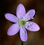 Sharp-lobed Hepatica - Anemone acutiloba Habitat: Mixed forest<br />
https://www.jungledragon.com/image/126573/sharp-lobed_hepatica_-_anemone_acutiloba.html<br />
https://www.jungledragon.com/image/126576/sharp-lobed_hepatica_-_anemone_acutiloba.html<br />
https://www.jungledragon.com/image/126575/sharp-lobed_hepatica_-_anemone_acutiloba.html<br />
https://www.jungledragon.com/image/126574/sharp-lobed_hepatica_-_anemone_acutiloba.html Anemone,Anemone acutiloba,Geotagged,Hepatica acutiloba,Sharp-lobed Hepatica,Spring,United States,hepatica