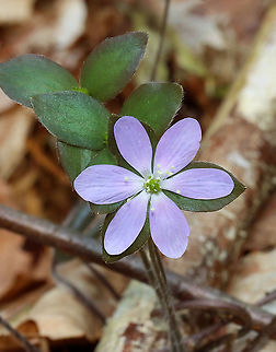 Sharp-lobed Hepatica - Anemone acutiloba Habitat: Mixed forest
https://www.jungledragon.com/image/126573/sharp-lobed_hepatica_-_anemone_acutiloba.html
https://www.jungledragon.com/image/126576/sharp-lobed_hepatica_-_anemone_acutiloba.html
https://www.jungledragon.com/image/126575/sharp-lobed_hepatica_-_anemone_acutiloba.html
https://www.jungledragon.com/image/126574/sharp-lobed_hepatica_-_anemone_acutiloba.html Anemone acutiloba,Geotagged,Sharp-lobed Hepatica,Spring,United States
