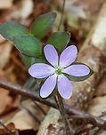 Sharp-lobed Hepatica - Anemone acutiloba Habitat: Mixed forest<br />
https://www.jungledragon.com/image/126573/sharp-lobed_hepatica_-_anemone_acutiloba.html<br />
https://www.jungledragon.com/image/126576/sharp-lobed_hepatica_-_anemone_acutiloba.html<br />
https://www.jungledragon.com/image/126575/sharp-lobed_hepatica_-_anemone_acutiloba.html<br />
https://www.jungledragon.com/image/126574/sharp-lobed_hepatica_-_anemone_acutiloba.html Anemone acutiloba,Geotagged,Sharp-lobed Hepatica,Spring,United States