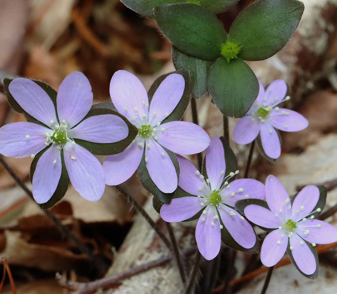 Sharp-lobed Hepatica - Anemone acutiloba Habitat: Mixed forest<br />
<figure class="photo"><a href="https://www.jungledragon.com/image/126573/sharp-lobed_hepatica_-_anemone_acutiloba.html" title="Sharp-lobed Hepatica - Anemone acutiloba"><img src="https://s3.amazonaws.com/media.jungledragon.com/images/3232/126573_thumb.jpg?AWSAccessKeyId=05GMT0V3GWVNE7GGM1R2&Expires=1769040010&Signature=dpYxP7MRyC2W3HnPGdGcGV%2BjvAc%3D" width="150" height="152" alt="Sharp-lobed Hepatica - Anemone acutiloba Habitat: Mixed forest<br />
https://www.jungledragon.com/image/126573/sharp-lobed_hepatica_-_anemone_acutiloba.html<br />
https://www.jungledragon.com/image/126576/sharp-lobed_hepatica_-_anemone_acutiloba.html<br />
https://www.jungledragon.com/image/126575/sharp-lobed_hepatica_-_anemone_acutiloba.html<br />
https://www.jungledragon.com/image/126574/sharp-lobed_hepatica_-_anemone_acutiloba.html Anemone,Anemone acutiloba,Geotagged,Hepatica acutiloba,Sharp-lobed Hepatica,Spring,United States,hepatica" /></a></figure><br />
<figure class="photo"><a href="https://www.jungledragon.com/image/126576/sharp-lobed_hepatica_-_anemone_acutiloba.html" title="Sharp-lobed Hepatica - Anemone acutiloba"><img src="https://s3.amazonaws.com/media.jungledragon.com/images/3232/126576_thumb.jpg?AWSAccessKeyId=05GMT0V3GWVNE7GGM1R2&Expires=1769040010&Signature=ijO0j%2Bb2pgbLYi3SwSJIwQtISoU%3D" width="200" height="158" alt="Sharp-lobed Hepatica - Anemone acutiloba Habitat: Mixed forest<br />
https://www.jungledragon.com/image/126573/sharp-lobed_hepatica_-_anemone_acutiloba.html<br />
https://www.jungledragon.com/image/126576/sharp-lobed_hepatica_-_anemone_acutiloba.html<br />
https://www.jungledragon.com/image/126575/sharp-lobed_hepatica_-_anemone_acutiloba.html<br />
https://www.jungledragon.com/image/126574/sharp-lobed_hepatica_-_anemone_acutiloba.html Anemone acutiloba,Geotagged,Sharp-lobed Hepatica,Spring,United States" /></a></figure><br />
<figure class="photo"><a href="https://www.jungledragon.com/image/126575/sharp-lobed_hepatica_-_anemone_acutiloba.html" title="Sharp-lobed Hepatica - Anemone acutiloba"><img src="https://s3.amazonaws.com/media.jungledragon.com/images/3232/126575_thumb.jpg?AWSAccessKeyId=05GMT0V3GWVNE7GGM1R2&Expires=1769040010&Signature=0L5K5CDjAxpoc77Ly%2BOOKxi1xTY%3D" width="200" height="176" alt="Sharp-lobed Hepatica - Anemone acutiloba Habitat: Mixed forest<br />
https://www.jungledragon.com/image/126573/sharp-lobed_hepatica_-_anemone_acutiloba.html<br />
https://www.jungledragon.com/image/126576/sharp-lobed_hepatica_-_anemone_acutiloba.html<br />
https://www.jungledragon.com/image/126575/sharp-lobed_hepatica_-_anemone_acutiloba.html<br />
https://www.jungledragon.com/image/126574/sharp-lobed_hepatica_-_anemone_acutiloba.html Anemone acutiloba,Geotagged,Sharp-lobed Hepatica,Spring,United States" /></a></figure><br />
<figure class="photo"><a href="https://www.jungledragon.com/image/126574/sharp-lobed_hepatica_-_anemone_acutiloba.html" title="Sharp-lobed Hepatica - Anemone acutiloba"><img src="https://s3.amazonaws.com/media.jungledragon.com/images/3232/126574_thumb.jpg?AWSAccessKeyId=05GMT0V3GWVNE7GGM1R2&Expires=1769040010&Signature=EB1mQlfcdu99tyHRGYgu4kEUUi0%3D" width="120" height="152" alt="Sharp-lobed Hepatica - Anemone acutiloba Habitat: Mixed forest<br />
https://www.jungledragon.com/image/126573/sharp-lobed_hepatica_-_anemone_acutiloba.html<br />
https://www.jungledragon.com/image/126576/sharp-lobed_hepatica_-_anemone_acutiloba.html<br />
https://www.jungledragon.com/image/126575/sharp-lobed_hepatica_-_anemone_acutiloba.html<br />
https://www.jungledragon.com/image/126574/sharp-lobed_hepatica_-_anemone_acutiloba.html Anemone acutiloba,Geotagged,Sharp-lobed Hepatica,Spring,United States" /></a></figure> Anemone acutiloba,Geotagged,Sharp-lobed Hepatica,Spring,United States