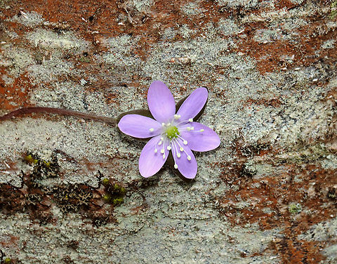 Sharp-lobed Hepatica - Anemone acutiloba Habitat: Mixed forest
https://www.jungledragon.com/image/126573/sharp-lobed_hepatica_-_anemone_acutiloba.html
https://www.jungledragon.com/image/126576/sharp-lobed_hepatica_-_anemone_acutiloba.html
https://www.jungledragon.com/image/126575/sharp-lobed_hepatica_-_anemone_acutiloba.html
https://www.jungledragon.com/image/126574/sharp-lobed_hepatica_-_anemone_acutiloba.html Anemone acutiloba,Geotagged,Sharp-lobed Hepatica,Spring,United States