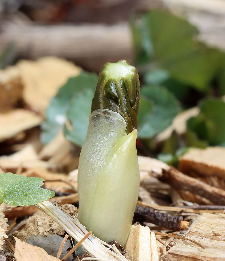 Mayapple - Podophyllum peltatum Mayapple starts to emerge in early spring. It produces flowers and fruit under its umbrella-like leaves before senescing and going dormant by mid-summer. All parts of the plant are deadly toxic, except the fruit.<br />
<br />
Habitat: Deciduous forest; growing along a walking trail<br />
<figure class="photo"><a href="https://www.jungledragon.com/image/126628/mayapple_-_podophyllum_peltatum.html" title="Mayapple -  Podophyllum peltatum"><img src="https://s3.amazonaws.com/media.jungledragon.com/images/3232/126628_thumb.jpg?AWSAccessKeyId=05GMT0V3GWVNE7GGM1R2&Expires=1767225610&Signature=lyjFGlzoB9kYZyOUGudeSZomEWo%3D" width="120" height="152" alt="Mayapple -  Podophyllum peltatum Mayapple starts to emerge in early spring. It produces flowers and fruit under its umbrella-like leaves before senescing and going dormant by mid-summer. All parts of the plant are deadly toxic, except the fruit.<br />
<br />
Habitat: Deciduous forest; growing along a walking trail<br />
https://www.jungledragon.com/image/126627/mayapple_-_podophyllum_peltatum.html Geotagged,Mayapple,Podophyllum,Podophyllum peltatum,Spring,United States" /></a></figure> Geotagged,Mayapple,Podophyllum peltatum,Spring,United States