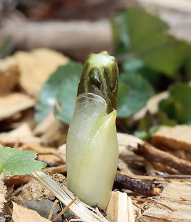 Mayapple - Podophyllum peltatum Mayapple starts to emerge in early spring. It produces flowers and fruit under its umbrella-like leaves before senescing and going dormant by mid-summer. All parts of the plant are deadly toxic, except the fruit.

Habitat: Deciduous forest; growing along a walking trail
https://www.jungledragon.com/image/126628/mayapple_-_podophyllum_peltatum.html Geotagged,Mayapple,Podophyllum peltatum,Spring,United States