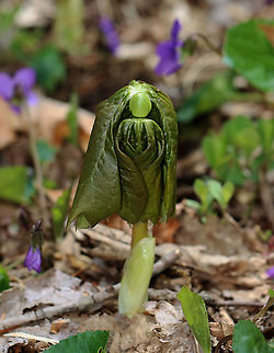 Mayapple -  Podophyllum peltatum Mayapple starts to emerge in early spring. It produces flowers and fruit under its umbrella-like leaves before senescing and going dormant by mid-summer. All parts of the plant are deadly toxic, except the fruit.

Habitat: Deciduous forest; growing along a walking trail
https://www.jungledragon.com/image/126627/mayapple_-_podophyllum_peltatum.html Geotagged,Mayapple,Podophyllum,Podophyllum peltatum,Spring,United States