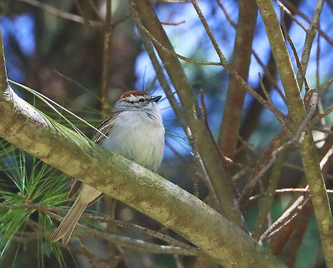 Chipping Sparrow - Spizella passerina Habitat: Pine tree in a meadow Chipping Sparrow,Geotagged,Spizella,Spizella passerina,Spring,United States,sparrow