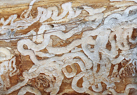 Emerald Ash Borer (Agrilus planipennis) Galleries Habitat: Found under the bark of cut ash Agrilus,Agrilus planipennis,Geotagged,Spring,United States,ash borer,beetle,beetle galleries,emerald ash borer galleries,galleries