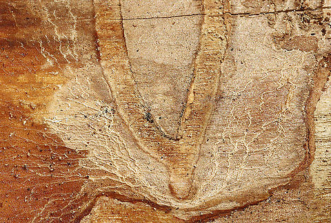 Beetle Galleries I thought these galleries were interesting because there were the large ones, in addition to the small, squiggly ones.  

Habitat: Found on cut, rotting wood Geotagged,Spring,United States,beetle galleries,galleries,signs of wildlife