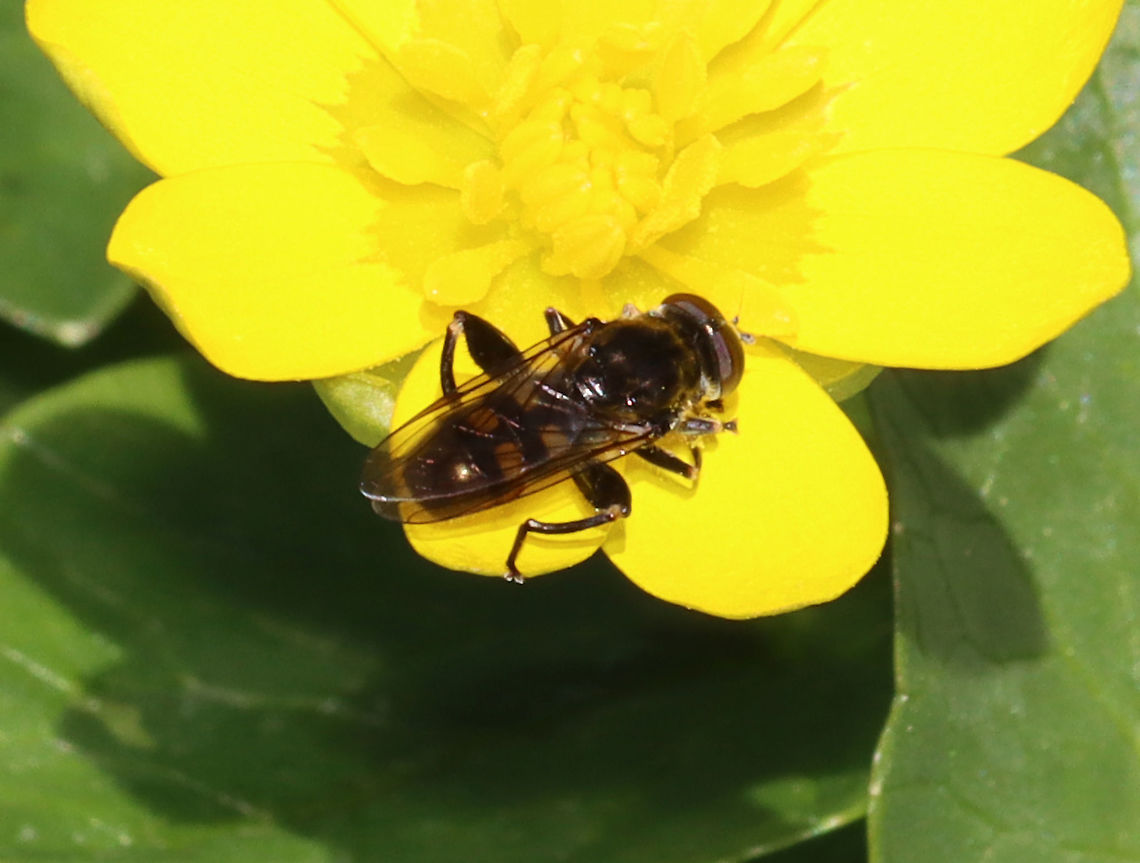 Dusky-banded Leafwalker - Chalcosyrphus nemorum Habitat: Found visiting flowers in a wetland Chalcosyrphus nemorum,Dusky-banded Leafwalker,Geotagged,Spring,United States,diptera,fly,hoverfly,leafwalker