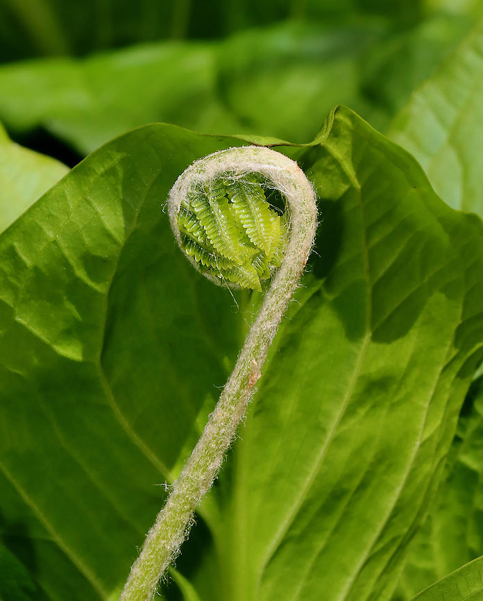 Cinnamon Fern - Osmundastrum cinnamomeum Hairy fiddlehead of a cinnamon fern<br />
<br />
Habitat: Wetland Cinnamon Fern,Geotagged,Osmundastrum,Osmundastrum cinnamomeum,Spring,United States,fern,fiddlehead