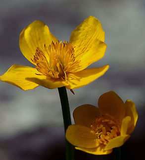 Marsh Marigold - Caltha palustris Habitat: Wetland
https://www.jungledragon.com/image/126635/marsh_marigold_-_caltha_palustris.html
https://www.jungledragon.com/image/126638/marsh_marigold_-_caltha_palustris.html
https://www.jungledragon.com/image/126637/marsh_marigold_-_caltha_palustris.html
https://www.jungledragon.com/image/126636/marsh_marigold_-_caltha_palustris.html Caltha,Caltha palustris,Geotagged,Marsh Marigold,Spring,United States,marigold