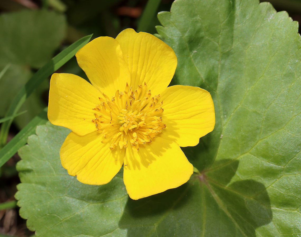 Marsh Marigold - Caltha palustris Habitat: Wetland<br />
<figure class="photo"><a href="https://www.jungledragon.com/image/126635/marsh_marigold_-_caltha_palustris.html" title="Marsh Marigold - Caltha palustris"><img src="https://s3.amazonaws.com/media.jungledragon.com/images/3232/126635_thumb.jpg?AWSAccessKeyId=05GMT0V3GWVNE7GGM1R2&Expires=1763596810&Signature=MEMLz%2FbEYVTJfESEyhVo%2BEDTY78%3D" width="140" height="152" alt="Marsh Marigold - Caltha palustris Habitat: Wetland<br />
https://www.jungledragon.com/image/126635/marsh_marigold_-_caltha_palustris.html<br />
https://www.jungledragon.com/image/126638/marsh_marigold_-_caltha_palustris.html<br />
https://www.jungledragon.com/image/126637/marsh_marigold_-_caltha_palustris.html<br />
https://www.jungledragon.com/image/126636/marsh_marigold_-_caltha_palustris.html Caltha,Caltha palustris,Geotagged,Marsh Marigold,Spring,United States,marigold" /></a></figure><br />
<figure class="photo"><a href="https://www.jungledragon.com/image/126638/marsh_marigold_-_caltha_palustris.html" title="Marsh Marigold - Caltha palustris"><img src="https://s3.amazonaws.com/media.jungledragon.com/images/3232/126638_thumb.jpg?AWSAccessKeyId=05GMT0V3GWVNE7GGM1R2&Expires=1763596810&Signature=bY96PDupsfjE1rLeJPX9vL6qBv4%3D" width="200" height="160" alt="Marsh Marigold - Caltha palustris Habitat: Wetland<br />
https://www.jungledragon.com/image/126635/marsh_marigold_-_caltha_palustris.html<br />
https://www.jungledragon.com/image/126638/marsh_marigold_-_caltha_palustris.html<br />
https://www.jungledragon.com/image/126637/marsh_marigold_-_caltha_palustris.html<br />
https://www.jungledragon.com/image/126636/marsh_marigold_-_caltha_palustris.html Caltha palustris,Geotagged,Marsh Marigold,Spring,United States" /></a></figure><br />
<figure class="photo"><a href="https://www.jungledragon.com/image/126637/marsh_marigold_-_caltha_palustris.html" title="Marsh Marigold - Caltha palustris"><img src="https://s3.amazonaws.com/media.jungledragon.com/images/3232/126637_thumb.jpg?AWSAccessKeyId=05GMT0V3GWVNE7GGM1R2&Expires=1763596810&Signature=SZ5gSzMV2afzlu4JiLFn%2FzKBbfQ%3D" width="200" height="158" alt="Marsh Marigold - Caltha palustris Habitat: Wetland<br />
https://www.jungledragon.com/image/126635/marsh_marigold_-_caltha_palustris.html<br />
https://www.jungledragon.com/image/126638/marsh_marigold_-_caltha_palustris.html<br />
https://www.jungledragon.com/image/126637/marsh_marigold_-_caltha_palustris.html<br />
https://www.jungledragon.com/image/126636/marsh_marigold_-_caltha_palustris.html Caltha palustris,Geotagged,Marsh Marigold,Spring,United States" /></a></figure><br />
<figure class="photo"><a href="https://www.jungledragon.com/image/126636/marsh_marigold_-_caltha_palustris.html" title="Marsh Marigold - Caltha palustris"><img src="https://s3.amazonaws.com/media.jungledragon.com/images/3232/126636_thumb.jpg?AWSAccessKeyId=05GMT0V3GWVNE7GGM1R2&Expires=1763596810&Signature=QdOBfW9U8SklTJDA1FDTpd8CvgM%3D" width="124" height="152" alt="Marsh Marigold - Caltha palustris Habitat: Wetland<br />
https://www.jungledragon.com/image/126635/marsh_marigold_-_caltha_palustris.html<br />
https://www.jungledragon.com/image/126638/marsh_marigold_-_caltha_palustris.html<br />
https://www.jungledragon.com/image/126637/marsh_marigold_-_caltha_palustris.html<br />
https://www.jungledragon.com/image/126636/marsh_marigold_-_caltha_palustris.html Caltha palustris,Geotagged,Marsh Marigold,Spring,United States" /></a></figure> Caltha palustris,Geotagged,Marsh Marigold,Spring,United States