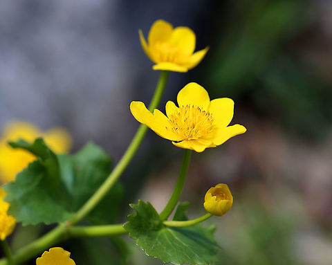 Marsh Marigold - Caltha palustris Habitat: Wetland
https://www.jungledragon.com/image/126635/marsh_marigold_-_caltha_palustris.html
https://www.jungledragon.com/image/126638/marsh_marigold_-_caltha_palustris.html
https://www.jungledragon.com/image/126637/marsh_marigold_-_caltha_palustris.html
https://www.jungledragon.com/image/126636/marsh_marigold_-_caltha_palustris.html Caltha palustris,Geotagged,Marsh Marigold,Spring,United States