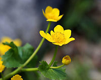 Marsh Marigold - Caltha palustris Habitat: Wetland<br />
https://www.jungledragon.com/image/126635/marsh_marigold_-_caltha_palustris.html<br />
https://www.jungledragon.com/image/126638/marsh_marigold_-_caltha_palustris.html<br />
https://www.jungledragon.com/image/126637/marsh_marigold_-_caltha_palustris.html<br />
https://www.jungledragon.com/image/126636/marsh_marigold_-_caltha_palustris.html Caltha palustris,Geotagged,Marsh Marigold,Spring,United States