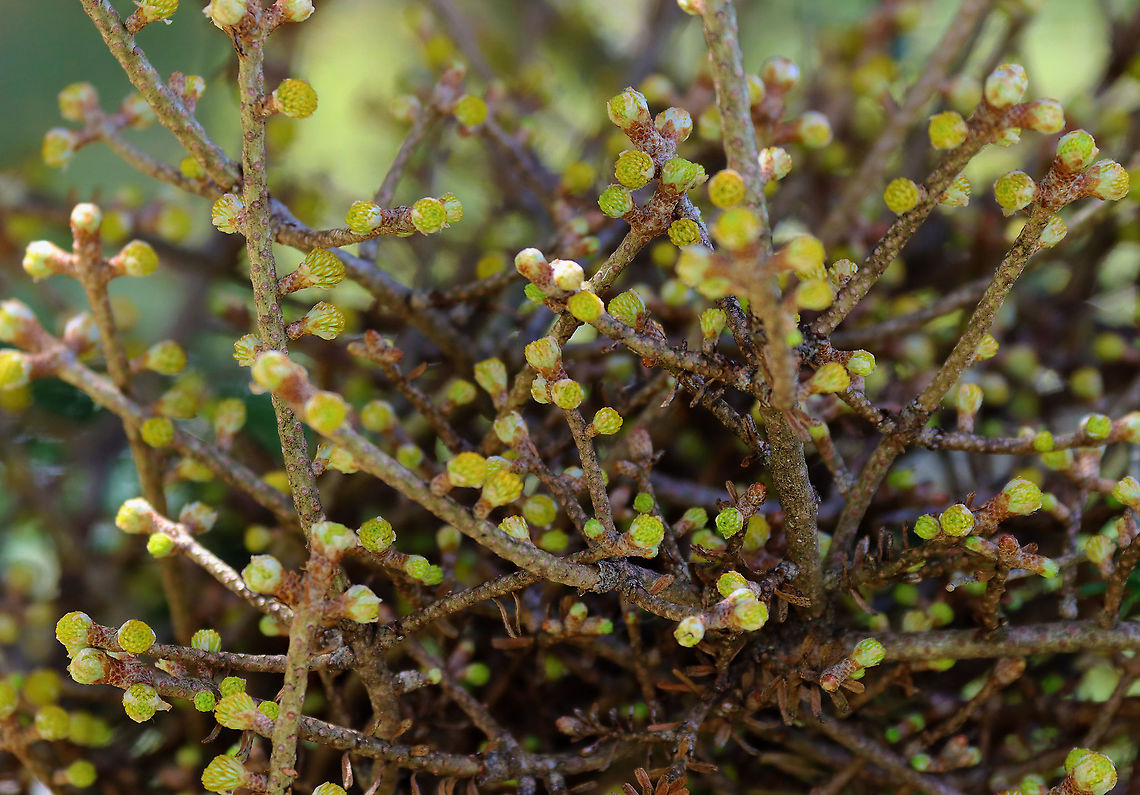 Witch's Broom on Fir (Abies sp.) Tree Witch&#039;s broom is a deformity that grows on trees and causes the natural structure of the tree to change. It looks like a dense mass of shoots growing from a single point, with the resulting structure resembling a broom or bird&#039;s nest. It can be caused by tree damage or pathogens.<br />
<br />
Habitat: This witch&#039;s broom was growing on a Fir tree (Abies sp.); meadow<br />
<figure class="photo"><a href="https://www.jungledragon.com/image/126673/witchs_broom_on_fir_abies_sp._tree.html" title="Witch&#039;s Broom on Fir (Abies sp.) Tree"><img src="https://s3.amazonaws.com/media.jungledragon.com/images/3232/126673_thumb.jpg?AWSAccessKeyId=05GMT0V3GWVNE7GGM1R2&Expires=1767225610&Signature=j%2BHHEzPpPYquDaQt2blmTnzCe3I%3D" width="200" height="142" alt="Witch&#039;s Broom on Fir (Abies sp.) Tree Witch&#039;s broom is a deformity that grows on trees and causes the natural structure of the tree to change. It looks like a dense mass of shoots growing from a single point, with the resulting structure resembling a broom or bird&#039;s nest. It can be caused by tree damage or pathogens.<br />
<br />
Habitat: This witch&#039;s broom was growing on a Fir tree (Abies sp.); meadow<br />
https://www.jungledragon.com/image/126672/witchs_broom_on_fir_abies_sp._tree.html Abies,Fir,Geotagged,Spring,United States,Witch&#039;s broom" /></a></figure> Geotagged,Spring,United States