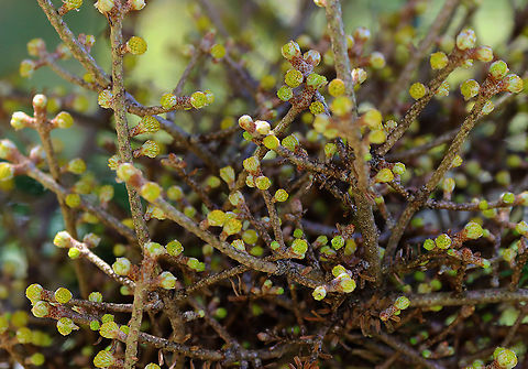 Witch's Broom on Fir (Abies sp.) Tree Witch's broom is a deformity that grows on trees and causes the natural structure of the tree to change. It looks like a dense mass of shoots growing from a single point, with the resulting structure resembling a broom or bird's nest. It can be caused by tree damage or pathogens.

Habitat: This witch's broom was growing on a Fir tree (Abies sp.); meadow
https://www.jungledragon.com/image/126673/witchs_broom_on_fir_abies_sp._tree.html Geotagged,Spring,United States