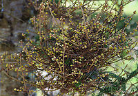 Witch's Broom on Fir (Abies sp.) Tree Witch's broom is a deformity that grows on trees and causes the natural structure of the tree to change. It looks like a dense mass of shoots growing from a single point, with the resulting structure resembling a broom or bird's nest. It can be caused by tree damage or pathogens.<br />
<br />
Habitat: This witch's broom was growing on a Fir tree (Abies sp.); meadow<br />
https://www.jungledragon.com/image/126672/witchs_broom_on_fir_abies_sp._tree.html Abies,Fir,Geotagged,Spring,United States,Witch's broom