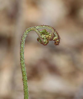 Fern - Polypodiales, Pteridium aquilinum var. latiusculum Habitat: Growing in a wet, deciduous forest
https://www.jungledragon.com/image/126675/fern_-_polypodiales_pteridium_aquilinum.html Eastern Bracken Fern,Geotagged,Polypodiales,Pteridium,Pteridium aquilinum var. latiusculum,Spring,United States,fern