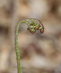 Fern - Polypodiales, Pteridium aquilinum var. latiusculum Habitat: Growing in a wet, deciduous forest<br />
https://www.jungledragon.com/image/126675/fern_-_polypodiales_pteridium_aquilinum.html Eastern Bracken Fern,Geotagged,Polypodiales,Pteridium,Pteridium aquilinum var. latiusculum,Spring,United States,fern